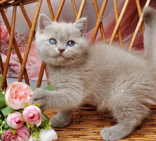 adorable-kittens-for-sale-big-3