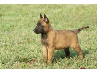 Belgian Malinois Puppies for sale