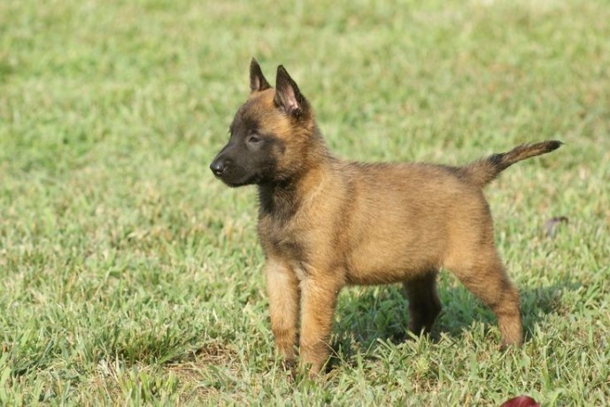 belgian-malinois-puppies-for-sale-big-0
