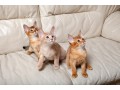 abyssinian-kittens-for-sale-small-0