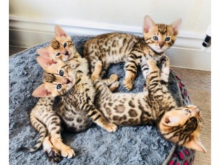 Male and Female Bengal kittens for sale