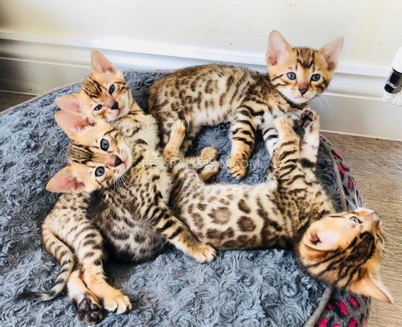 male-and-female-bengal-kittens-for-sale-big-0