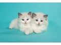 sweet-ragdoll-kittens-for-sale-small-0