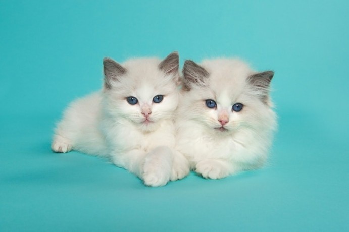 sweet-ragdoll-kittens-for-sale-big-0