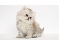 persian-kittens-for-sale-small-0