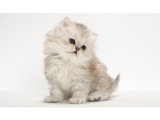 Persian kittens for sale