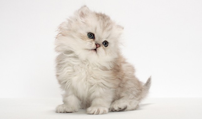 persian-kittens-for-sale-big-0