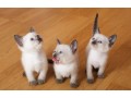 elegant-siamese-kittens-for-sale-small-0