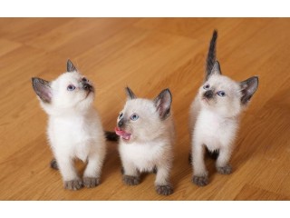 Elegant Siamese kittens for sale