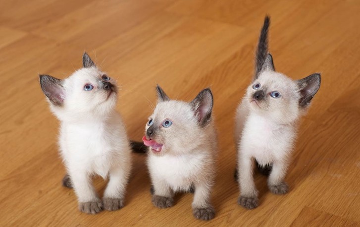 elegant-siamese-kittens-for-sale-big-0