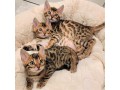 male-and-female-bengal-kittens-for-sale-small-0