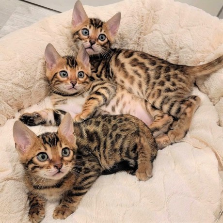 male-and-female-bengal-kittens-for-sale-big-0