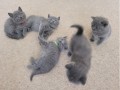 gorgeous-british-shorthair-kittens-for-sale-small-0