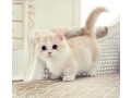 precious-munchkin-kittens-for-sale-small-0