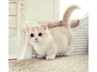 Precious Munchkin Kittens for sale