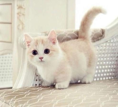 precious-munchkin-kittens-for-sale-big-0