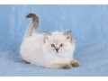 sweet-ragdoll-kittens-for-sale-small-0