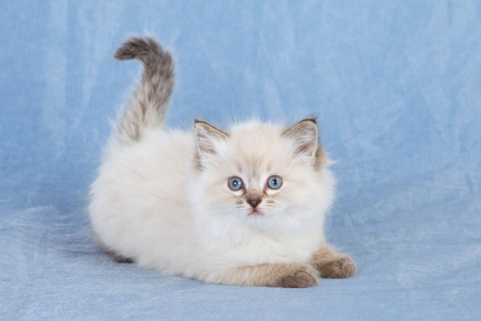 sweet-ragdoll-kittens-for-sale-big-0