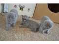 adorable-scottish-fold-kittens-for-sale-small-0