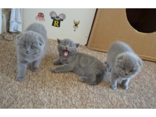 Adorable Scottish Fold Kittens for sale