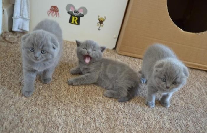 adorable-scottish-fold-kittens-for-sale-big-0