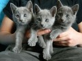 lovely-russian-blue-kittens-for-sale-small-0