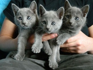 Lovely Russian Blue Kittens for sale