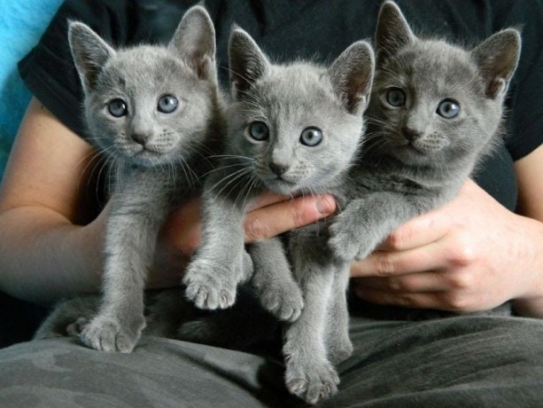 lovely-russian-blue-kittens-for-sale-big-0