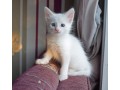 turkish-angora-kittens-for-sale-small-0
