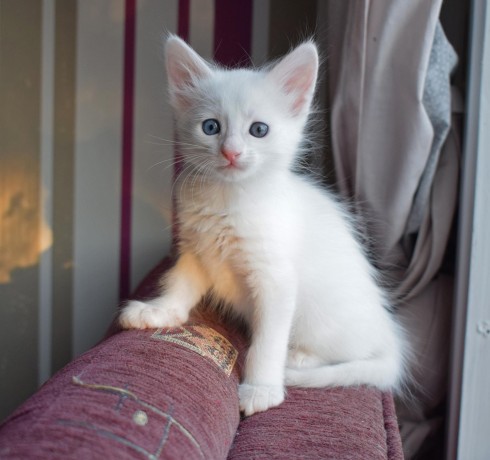 turkish-angora-kittens-for-sale-big-0