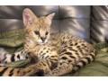 savannah-kittens-for-sale-small-0