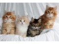siberian-kittens-for-sale-small-0