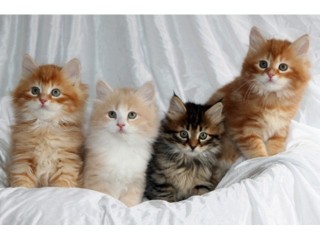 Siberian Kittens for Sale