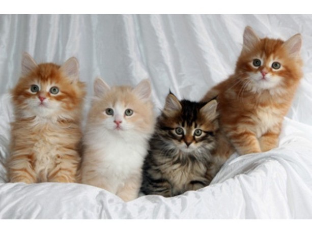 siberian-kittens-for-sale-big-0