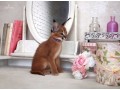 caracal-kittens-for-sale-small-0