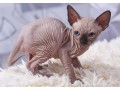 sphynx-kittens-small-0