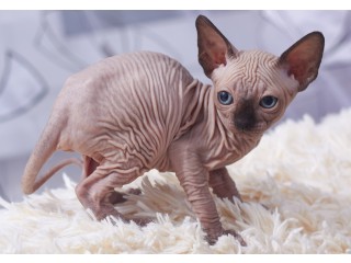 Sphynx Kittens
