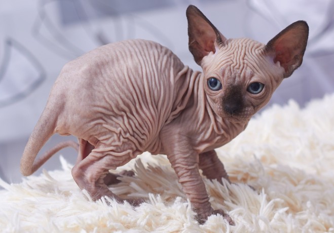 sphynx-kittens-big-0