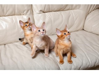 Abyssinian kittens for Sale