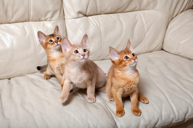 abyssinian-kittens-for-sale-big-0