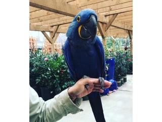 Lovely and Healthy Hyacinth Macaw Parrots for sale