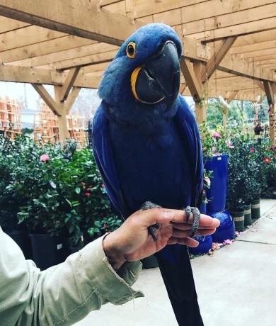 lovely-and-healthy-hyacinth-macaw-parrots-for-sale-big-0
