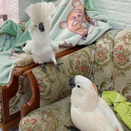 cockatoo-parrots-for-sale-big-0
