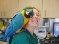 adorable-scarlet-macaw-parrots-for-sale-small-0