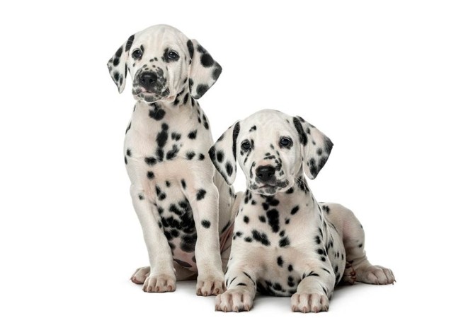 male-and-female-dalmatian-puppies-big-0