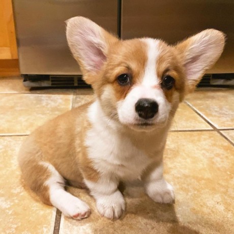 pembroke-welsh-corgi-puppies-for-sale-big-0