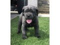 cane-corso-puppies-for-sale-small-0