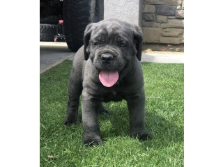 Cane Corso Puppies for sale
