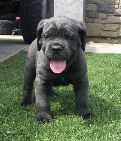 cane-corso-puppies-for-sale-big-0
