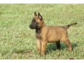 belgian-malinois-puppies-for-sale-small-0